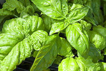 Basil, Campania region, southern Italy, Europe