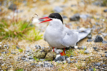 Arctic Tern sitting on eggs.Senja island.County of Troms,Norway,Northern Europe