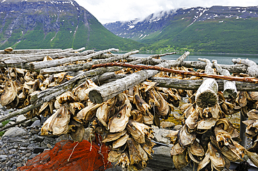 Cod fish drying on the Lyngen fjord bank,County of Troms,Norway,Northern Europe