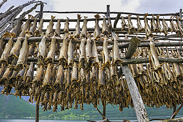 Cod fish dryer on the Lyngen fjord bank,County of Troms,Norway,Northern Europe