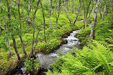 Small torrent flowing through a fern bed in the undergrowth, Nordmannvikdalen valley,region of Lyngen,County of Troms,Norway,Northern Europe