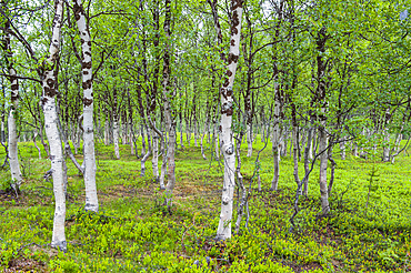 Birch wood,Nordmannvikdalen valley,region of Lyngen,County of Troms,Norway,Northern Europe