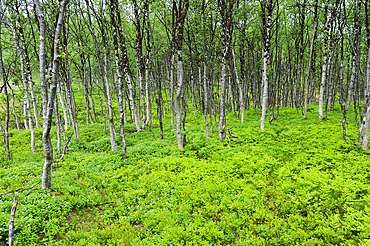 Fern and birch wood, Nordmannvikdalen valley, region of Lyngen,County of Troms,Norway,Northern Europe