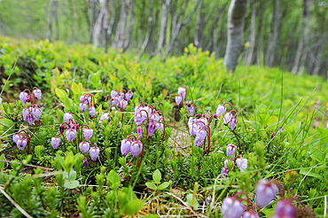 Calluna vulgaris flowers.Nordmannvikdalen valley,region of Lyngen,County of Troms,Norway,Northern Europe