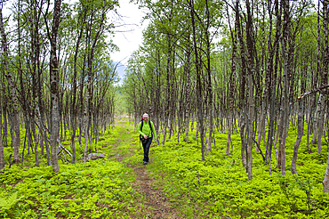 Young woman walking in a birch undergrowth,Nordmannvikdalen valley,region of Lyngen,County of Troms,Norway,Northern Europe