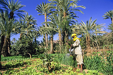 Young man watering lettuce,garden and palm grove of Timia,Aïr,Niger,Western Africa