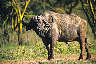 Wild buffalo (Bubalina) in the Nakuru National Park, Kenya, East Africa