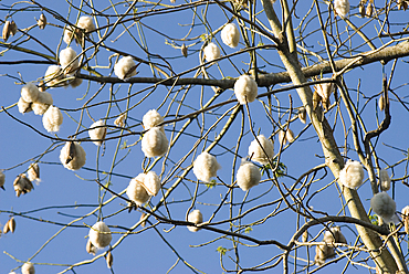 Kapok tree produce seed pods which contain seeds surrounded by a fluffy fibre.Nosy Be island,Republic of Madagascar,Indian Ocean