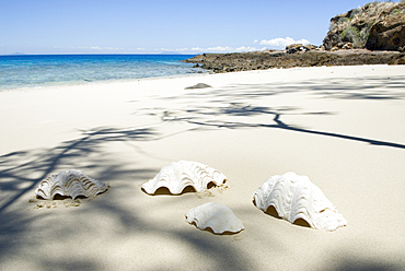 Large shells on the beach,Tsarabanjina island,Mitsio archipelago,Republic of Madagascar,Indian Ocean