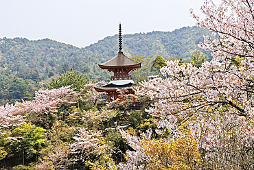 Two-storied Tahoto Pagoda surrounded by cherry blossoms, Miyajima island, off Hiroshima, Japan