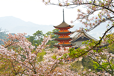 Five-Tiered Pagoda surrounded by cherry blossoms, Miyajima island, off Hiroshima, Japan