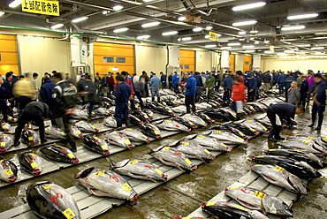 Tuna auction in the former fish market of Tsukiji, Tokyo, Japan