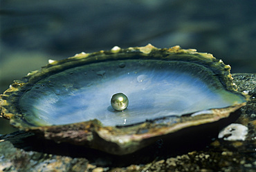 Black pearl, Praslin Island, Republic of Seychelles, Indian Ocean, Africa