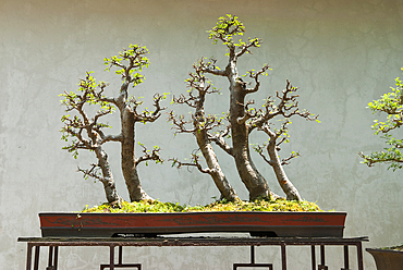 Bonsai,Lou Lim Leoc garden,Macau,Special Administrative Region,China,Asia