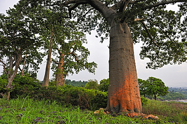 Baobab trees on the edge of shore on the north coast of Sao Tome Island, Republic of Sao Tome and Principe,Africa