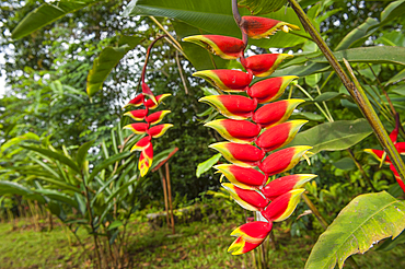Heliconia Rostrata inflorescence,Obo Natural Park,Sao Tome Island, Republic of Sao Tome and Principe,Africa
