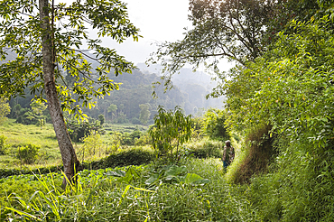 Cultivated fields adjoining the Obo Natural Park,Sao Tome Island, Republic of Sao Tome and Principe,Africa