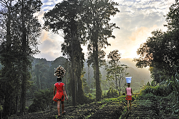 Cultivated fields adjoining the Obo Natural Park,Sao Tome Island, Republic of Sao Tome and Principe,Africa