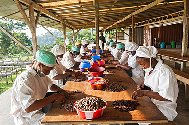 Peeling of roasted cocoa beans at Nova Moca site owned by Claudio Corallo,Sao Tome Island, Republic of Sao Tome and Principe,Africa