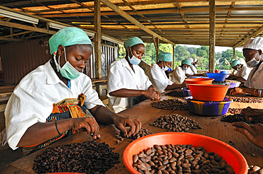 Peeling of roasted cocoa beans at Nova Moca site owned by Claudio Corallo,Sao Tome Island, Republic of Sao Tome and Principe,Africa