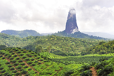 African oil palm plantation with the Pico Cao Grande (Great Dog Peak) in the background,southern part of Sao Tome Island, Republic of Sao Tome and Principe,Africa