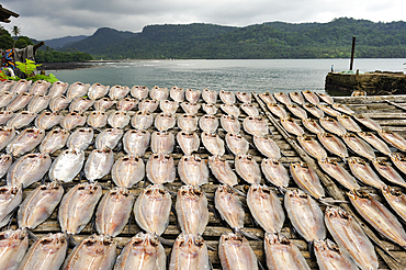 Fish drying,Porto Alegre village in the south of Sao Tome Island, Republic of Sao Tome and Principe,Africa