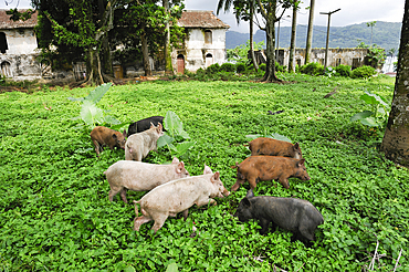 Piglets in the village of Porto Alegre in the southern part of Sao Tome Island, Republic of Sao Tome and Principe,Africa
