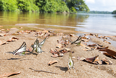 Butterfly (Eurytides agesilauson) on Caura river bank,Bolivarian Republic of Venezuela,South America