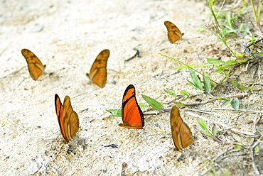 Julia butterfly (Dryas iulia) in the forest around the Caura river,Bolivarian Republic of Venezuela,South America