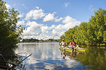 Pedalboat trip around the mangrove swamp, Grand Cul-de-sac Marin,Vieux-Bourg, Morne-a-l'eau, Grande-Terre, Guadeloupe, overseas region of France,Leewards Islands, Lesser Antilles, Caribbean