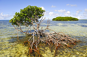 Mangrove,Grand Cul-de-sac Marin,Vieux-Bourg, Morne-a-l'eau, Grande-Terre, Guadeloupe, overseas region of France,Leewards Islands, Lesser Antilles, Caribbean