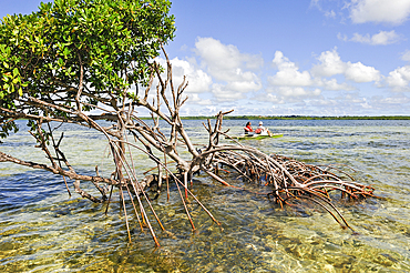 Pedalboat trip around the mangrove swamp, Grand Cul-de-sac Marin,Vieux-Bourg, Morne-a-l'eau, Grande-Terre, Guadeloupe, overseas region of France,Leewards Islands, Lesser Antilles, Caribbean