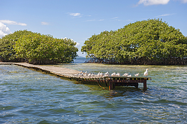 Mangrove,Grand Cul-de-sac Marin,Vieux-Bourg, Morne-a-l'eau, Grande-Terre, Guadeloupe, overseas region of France,Leewards Islands, Lesser Antilles, Caribbean