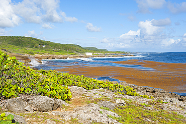 Olive bay on East coast, Grande-Terre, Guadeloupe, overseas region of France,Leewards Islands, Lesser Antilles, Caribbean