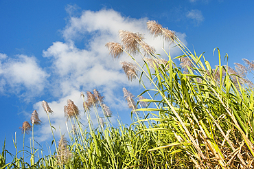 Flowering sugarcane near Saint-Francois, Grande-Terre, Guadeloupe, overseas region of France,Leewards Islands, Lesser Antilles, Caribbean