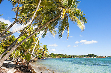 La Caravelle beach, Sainte-Anne, Grande-Terre, Guadeloupe, overseas region of France,Leewards Islands, Lesser Antilles, Caribbean
