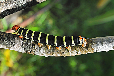 Pseudosphinx tetrio caterpillar, Basse-Terre, Guadeloupe, overseas region of France,Leewards Islands, Lesser Antilles, Caribbean