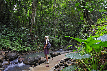 Walk in the Parc floral de Valombreuse, Petit-Bourg, Basse-Terre, Guadeloupe, overseas region of France,Leewards Islands, Lesser Antilles, Caribbean