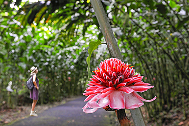 Red ginger lily (Etlingera elatior), Parc floral de Valombreuse, Petit-Bourg, Basse-Terre, Guadeloupe, overseas region of France,Leewards Islands, Lesser Antilles, Caribbean