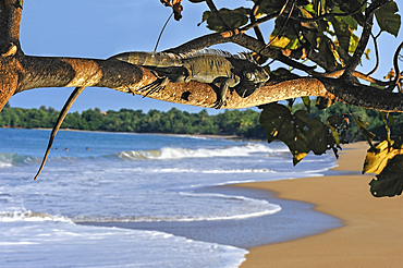 Green iguana on a tree, Clugny beach, Basse-Terre, Guadeloupe, overseas region of France,Leewards Islands, Lesser Antilles, Caribbean