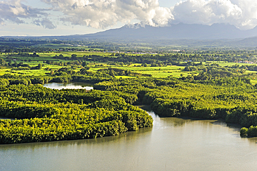 Aerial view of mangrove swamp, Grand Cul-de-sac Marin, Sainte-Rose, Basse-Terre, Guadeloupe, overseas region of France,Leewards Islands, Lesser Antilles, Caribbean