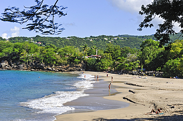 Leroux beach, between Deshaies and Pointe-Noire, Basse-Terre, Guadeloupe, overseas region of France,Leewards Islands, Lesser Antilles, Caribbean