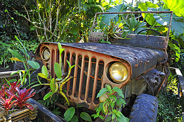 Old Jeep overtaken by vegetation in the garden of 'Tendacayou Ecolodge et Spa', Deshaies, Basse-Terre, Guadeloupe, overseas region of France,Leewards Islands, Lesser Antilles, Caribbean