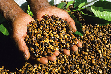 Dried coffee seeds, Reunion island, Overseas departement of France, Indian Ocean