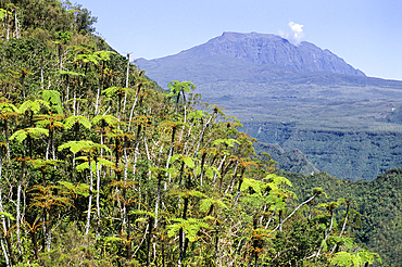 Tree fern in the Plaine des Caffres, Reunion island, Overseas departement of France, Indian Ocean