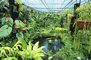 Greenhouse orchids, Reunion island, Overseas departement of France, Indian Ocean