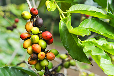 Fruits, called 'cherries' or drupes, of Coffea tree.National Conservatory and Botanical Garden of Mascarin. Saint-Leu. Reunion island,overseas departement of France,Indian Ocean