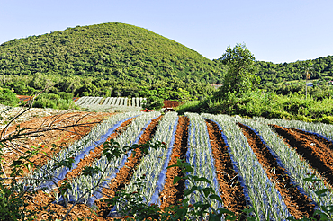 Pineapple field on the east coast. Reunion island,overseas departement of France,Indian Ocean