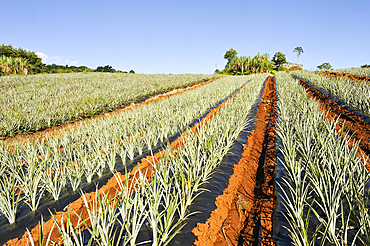 Pineapple field on the east coast. Reunion island,overseas departement of France,Indian Ocean