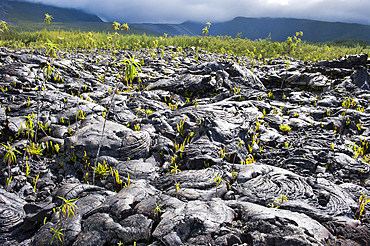 Fern (nephrolepis abrupta) and boehmeria (boehmeria penduliflora) growing on pahohoe lava flow. The coast named 'Le Grand Brule' on the Southeast part of Reunion island,overseas departement of France,Indian Ocean